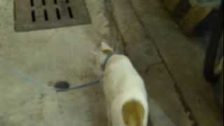 preview picture of video 'Walking the Cat.wmv'