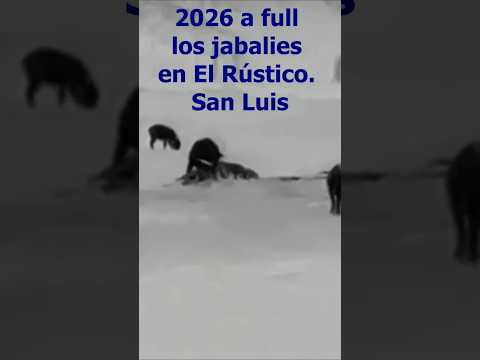 Muchos Jabalíes en la aguada. #caza #hunting #wildlife #shortsargentina #cazador #huntinglife