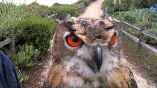 Athena the Owl