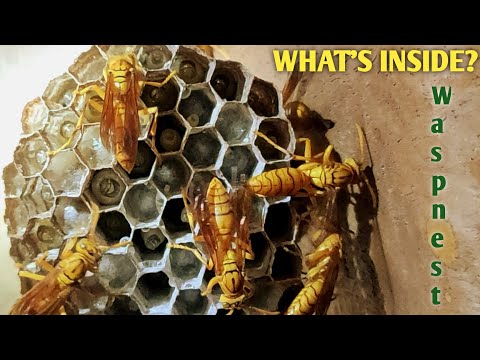 Thumbnail for What's Inside A Paper Wasp's Nest | Paper Wasp Feeding Larvae And Building Nest 4K by W.A.S.P. (band)