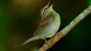 Alan Watt (Feb 28, 2007) Sing Your Song and Steal Some Time