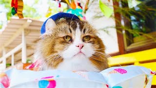 #72 幸せを願うにゃ!「ふにゃ~り日和」