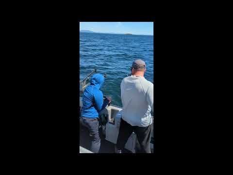 Halibut fishing in Alaska- Big halibut breaks harpoon