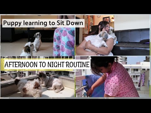 How To Teach Your Puppy To Sit And Stay | Amazing Afternoon To Night Routine Vlog With My Dogs