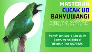 Download lagu Cucak ijo banyuwangi bebeci Masteran Gacor nembak ~ cucak ijo gacor full isian mp3