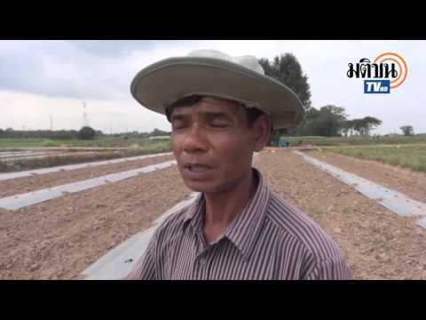 เชื้อโรคหญิงในประเทศไทย ที่คุณสามารถซื้อเชื้อโรค