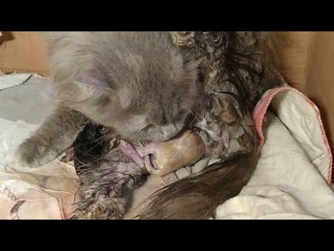 Mother Cat Need Help During Labour She Got Exhausted In 13 Hours || Cat Gave Birth To 6 Kittens ||