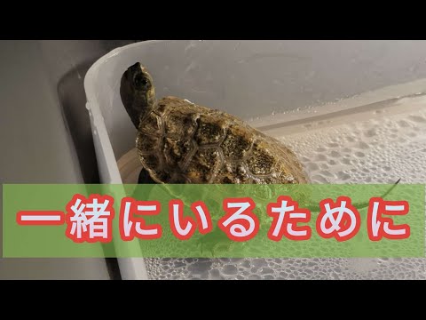 ミズガメの世話