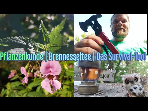 Pflanzenkunde | Brennesseltee | Das Survival-Tool