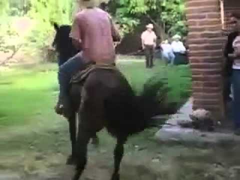 ela pirou de ves ta pensando que eu sou cavalinho