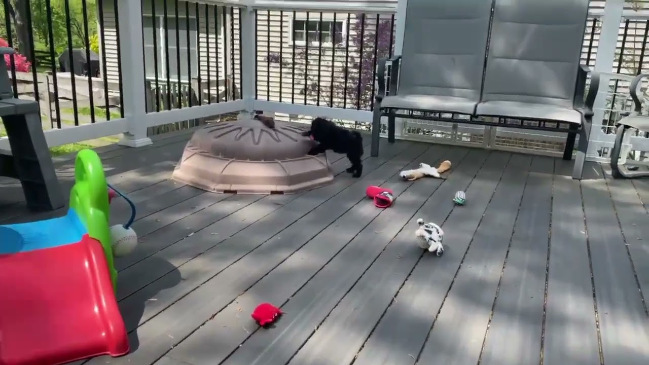 Enlarge Dallas, a ADOPTABLE mixed breed in Ellicott City, MD video 6/6