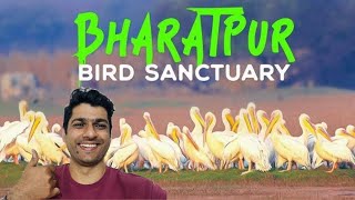Download lagu Bharatpur(Keoladev)Bird Sanctuary Travelogue at Twilight || Journey From End To Start mp3