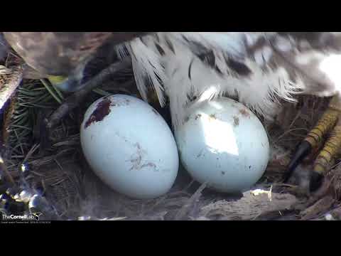 Close Up On Red-tailed Hawk Eggs As BR Returns To Nest – March 27, 2019