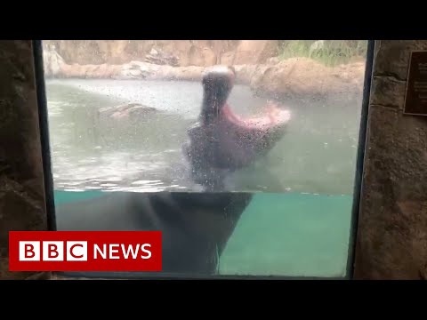 The hippo with a unique rainy day hobby – BBC News