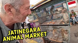 Searching for EXOTIC PETS in Jakarta's JATINEGARA ANIMAL MARKET