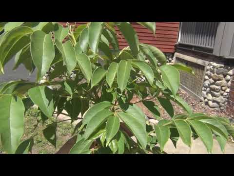 In Ground Korean Evodia Tree Forming Flowers