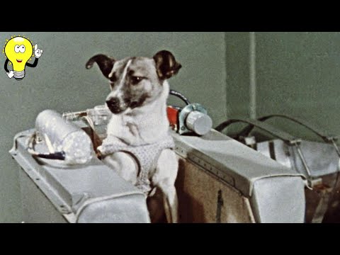 Animals That Changed History: Unbelievable Stories!