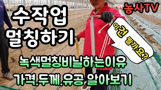 수작업 멀칭하기. 녹색멀칭비닐을 하는 이유. 녹색멀칭비닐 가격, 두께, 유공직경길이 알아보기 [농사TV]