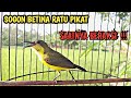 SOGON BETINA PIKAT MEMANGGIL JANTAN AMPUH UNTUK PANCINGAN SOGON AGAR BUNYI DAN NAIK BIRAHI
