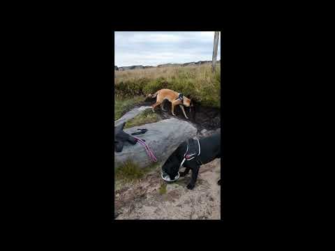 Blackstone edge ghost and Lexi and aqib