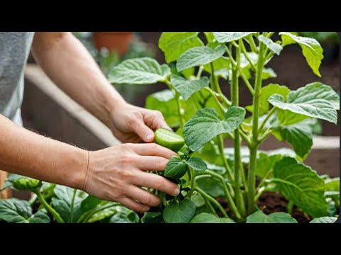 Cucumber Care 101: Mastering the Basics for Healthy Growth