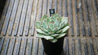 [品種紹介] 多肉植物 Echeveria [エケベリア 桃太郎]