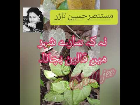 @Achi bataain , status quotes ,gull jee #sabika sabi#Amazing Urdu Quotes | Mustansar Hussain Tarad