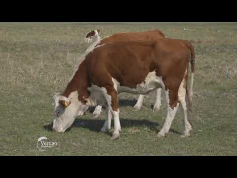 Kradja Hereford rase goveda u selu Ecka - U nasem ataru 839