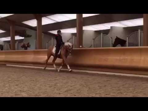 Bosco v. Benicio, 3 jähriger gekörter Oldenburger Hengst