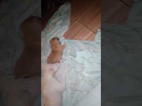 #mentionedyou #cat #dog