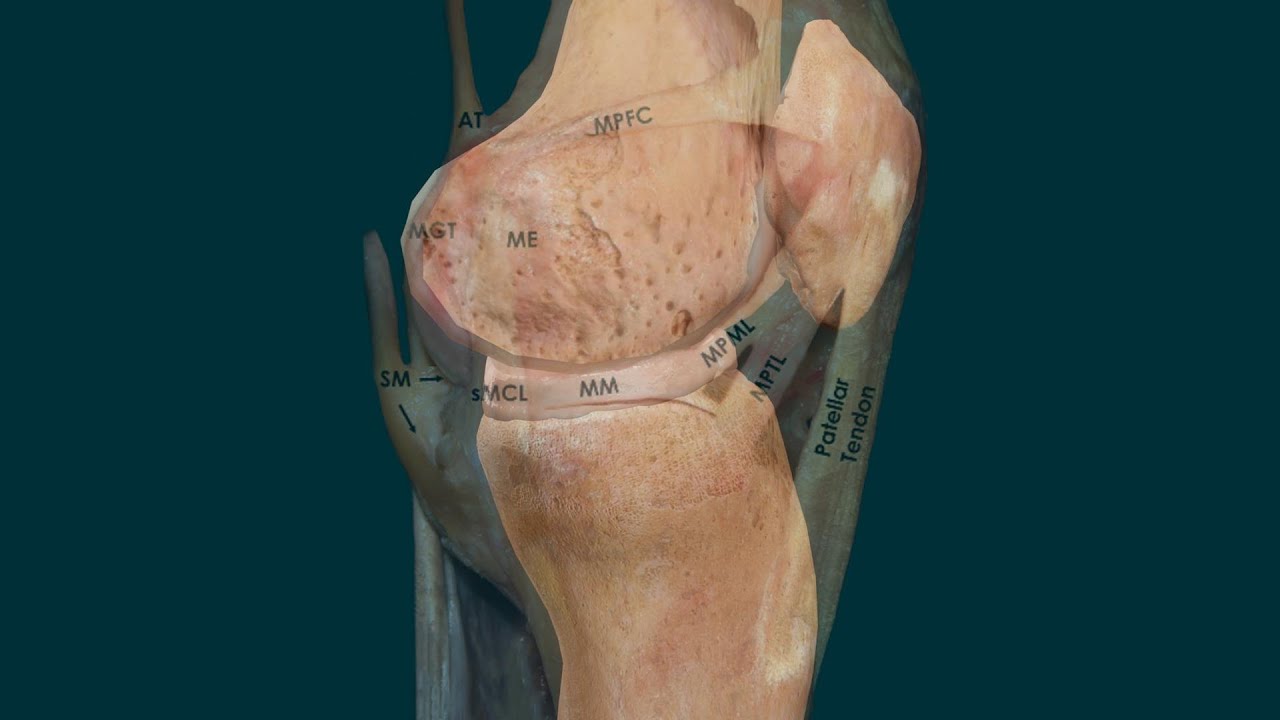 Meniscos de la rodilla