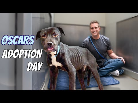 Dog Tied to Tree Gets a Second Chance 🥹 PUPDATE