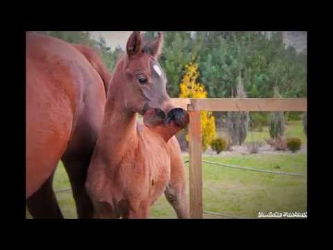 Colt by Emerald J out of Orla Grań (Etnodrons Psyche & Orlanka)
