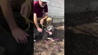Video preview image #1 American Pit Bull Terrier Puppy For Sale in Pasadena, CA, USA