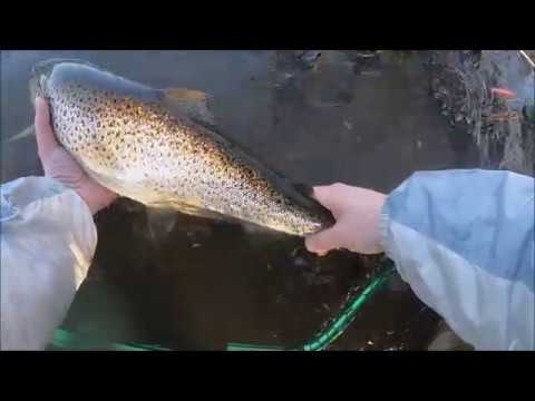 Markus Kalassa - Merikalastus 2019 Meritaimenta rannalta marraskuussa