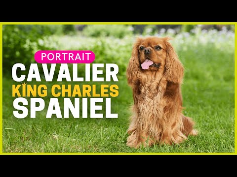 Cavalier King Charles Spaniel | Character, Attitude & Health | Breed Profile