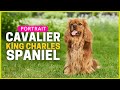 Cavalier King Charles Spaniel Character Attitude Health Breed Profile