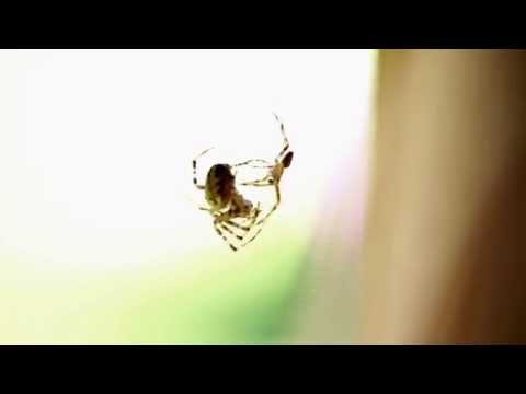 Cross Orbweaver Spider mating ritual