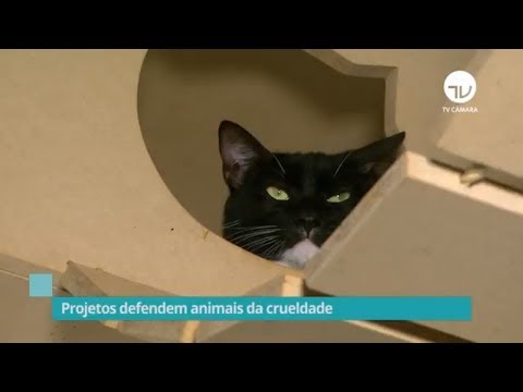 Projetos defendem animais da crueldade - 18/10/19