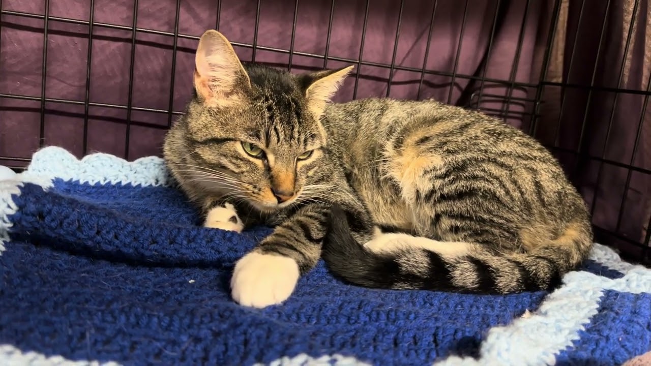 Enlarge Kobe FIV Positive, a ADOPTABLE Domestic Short Hair in Clifton, NJ video 6/6