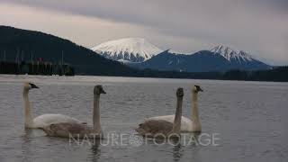 Trumpeter Swans With A Volcano In The Background