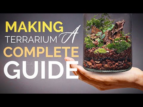 How to make a terrarium (A complete guide)
