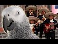 Amazing animals: Parrot speaks Spanish to British ...