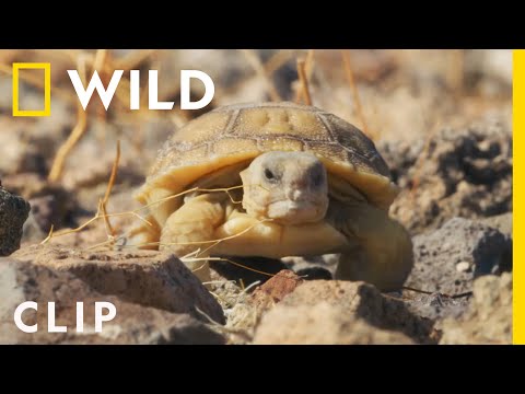 A desert tortoise hatchling takes his first steps | Grand Canyon | America's National Parks