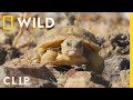 A Desert Tortoise Hatchling Takes His First Steps Grand Canyon America S National Parks