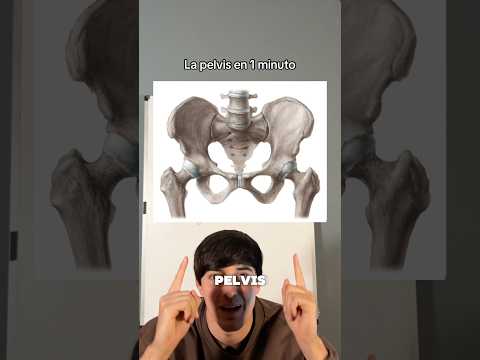 La Pelvis en 1 Minuto #anatomia #fisioterapia