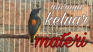 Download lagu kemade bunga api gacor,burung ini rupanya bisa di masteri. mp3 Download lagu kemade bunga api gacor,burung ini rupanya bisa di masteri. mp3