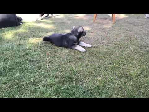 14 jämthundvalper hos Jane og Erik Thorshaug.