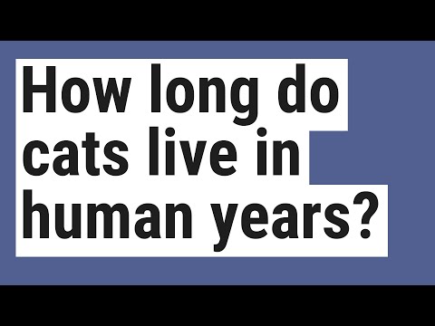 How long do cats live in human years?