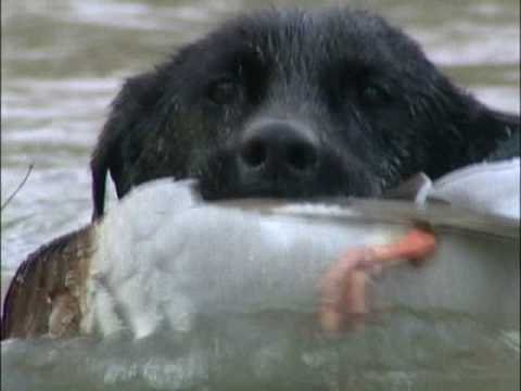 When words can't describe-Waterfowler's Tribute